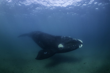 Fototapeta premium Southern right whale underwater view, Nuevo Gulf, Valdes Peninsula, Argentina.