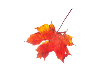 autumn maple leaf