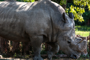 Naklejka premium Rinoceronte bianco