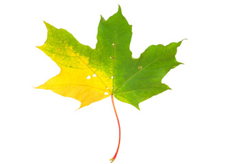 autumn maple leaf