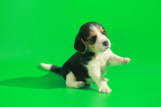 1 month pure breed beagle Puppy on green screen Stock Photo | Adobe Stock