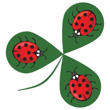 Shamrock wiht three ladybugs. Three little red beetles sitting on a green clover leaf. Beautiful cheerful illustration