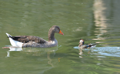 duck family on the lake