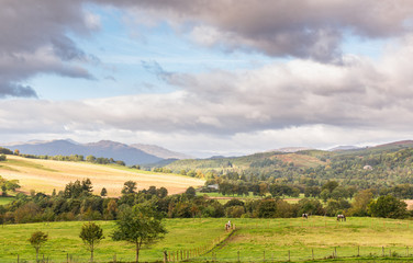 Fototapeta na wymiar Scotland Hillside with Horses , Mountains and Trees