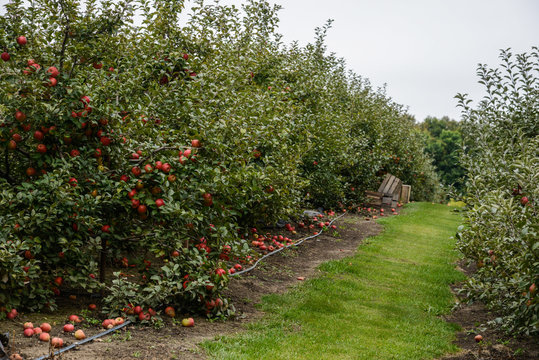 Apples tree plantation