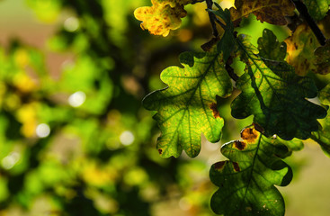 OAK - Colorful leaves in the sun