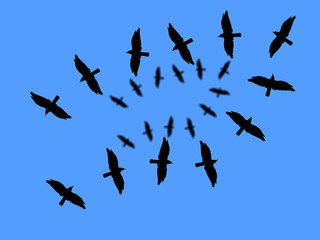 Twenty four crows flying