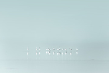 group of flamingos resting in a pristine landscape © Cristina Conti