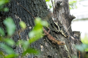 chameleon
