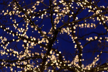 Branches with Christmas lights