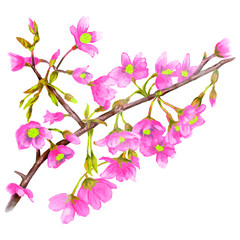 watercolor realistic vector spring tree flower