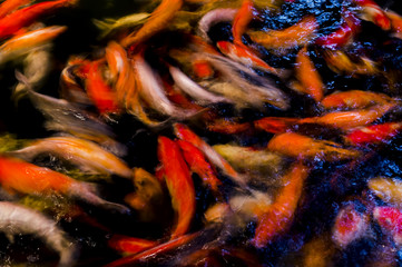 Motion blur beautiful background carp swimming in pond. Abstract colorful background.