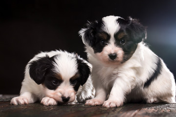 A pair of cute puppies