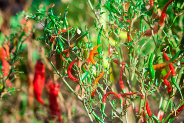 Very hot bitter hot chili peppers handsome growing on a branch very much © mironovm