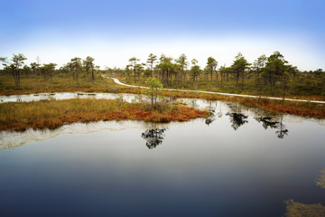 Latvia. Beautiful colors  in the swamp Kemeri.