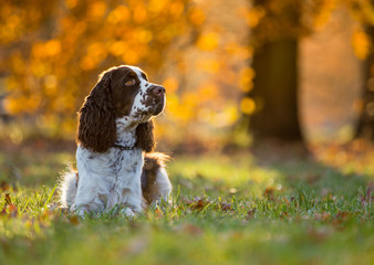 Sitting English cocker spaniel. Autumn.