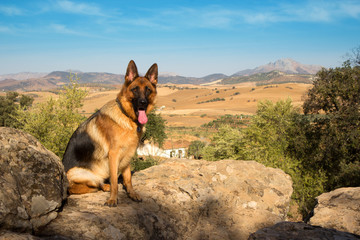 German Shepherd on the typical rural Andalusian background