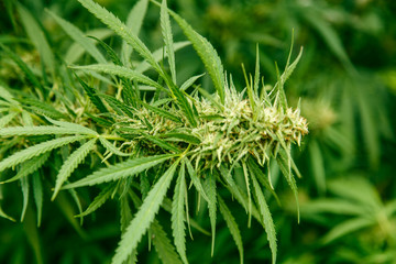 Detail of cannabis cola with visible hairs and leaves on late flowering stage