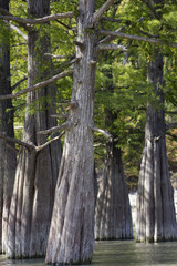 roots of cypress tree