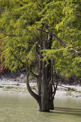roots of cypress tree
