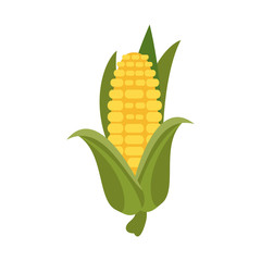Obraz premium corn knob vegetable icon image vector illustration design 