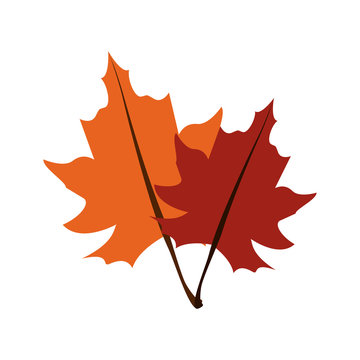 fall leaves icon image vector illustration design 