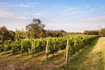 Fototapeta na wymiar Countryside landscape with vineyard.