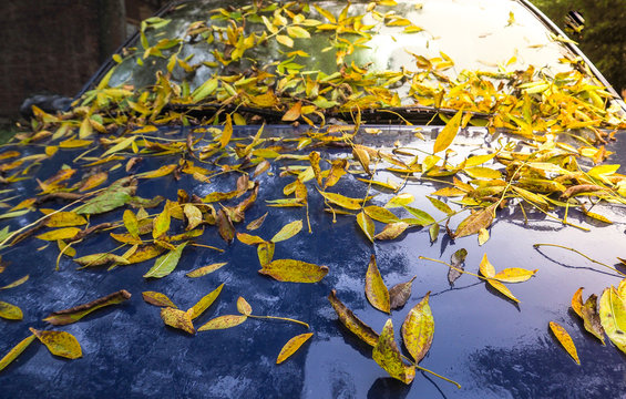 Autumn leaves on the hood of the blue car.
