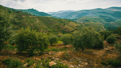 Fototapeta na wymiar Top view of the vineyards are on a hills, Douro Valley, Portugal.