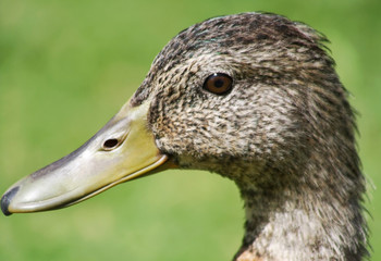 Close up of the Mallard Duck
