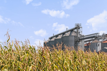 Corn field and set of storage silos. © Franco Nadalin