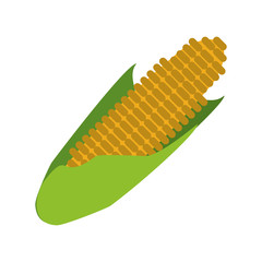 corn knob vegetable icon image vector illustration design 