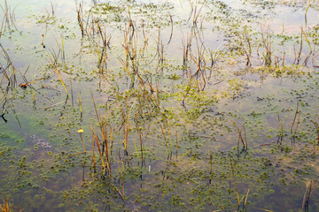 Latvia. Beautiful colors  in the swamp Kemeri.