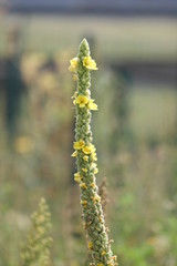 wild flower