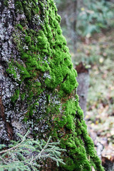 bright green moss on the tree trunk