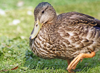 Close up of a young Mallard Duck walking on grass
