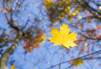 Autumn maple leaf