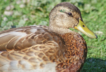 Mallard duck resting on land
