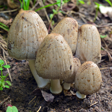 coprinopsis atramentaria mushroom