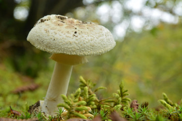 amanita citrina mushroom