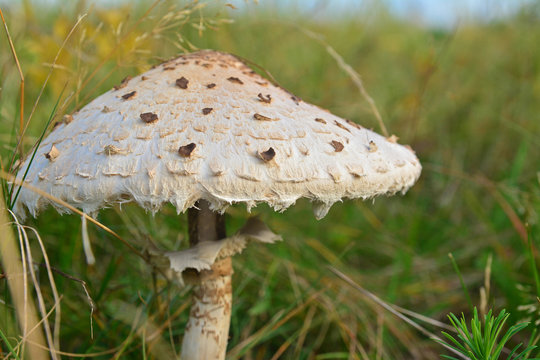 macrolepiota procera mushroom