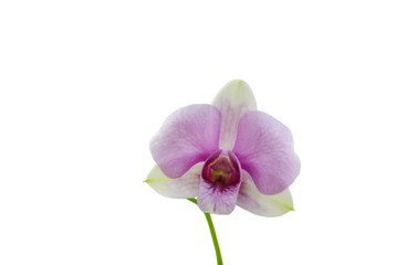 Fototapeta na wymiar purple orchid on branch in white background