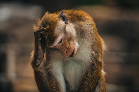 monkey scratching head