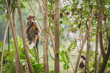 Obraz premium monkey siting in the tree and eating banana 