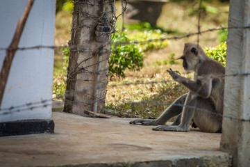 Monkey behind barbed wire