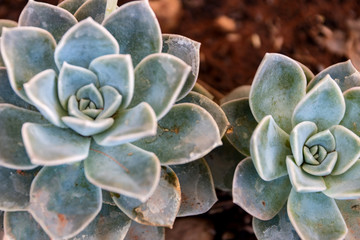 Rosette succulent
