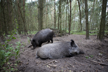 zwei Wildschweine im Wald