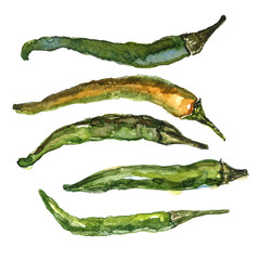 Hand drawn set of fresh organic chili peppers. Watercolor illustration