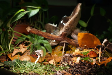Pilz-Landschaft