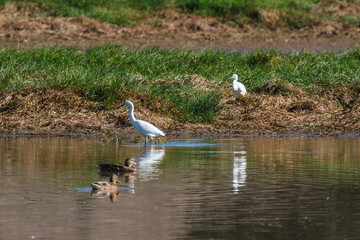 Egretta garzetta. Garcetas comunes.
